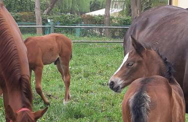 Apartamenty Nowielice - Foto 8