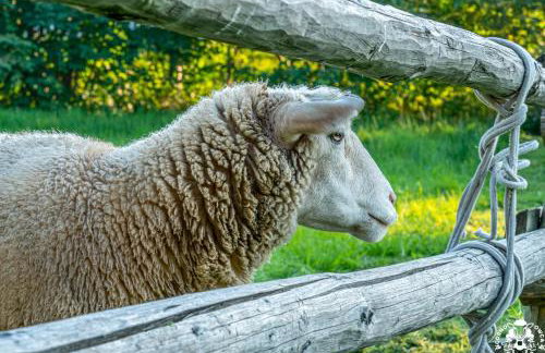 Agroturystyka Corno Owca - Foto 40