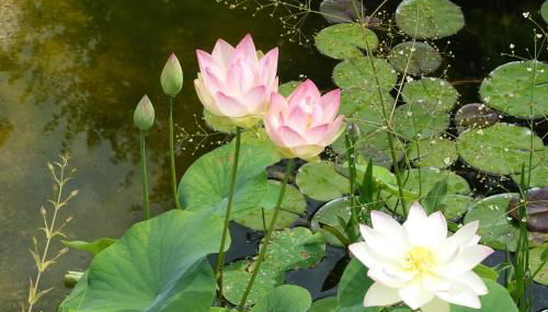 Ferienwohnung Himmlingen - Foto 2, Garden