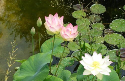 Ferienwohnung Himmlingen - Foto 2