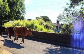 Pandy Barn Berriew - Foto 22