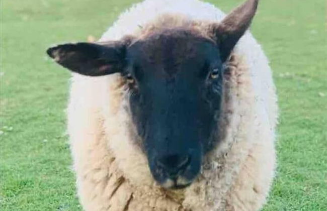 Cute and Cosy Shepard hut With Wood Fuel hot tub - Foto 29