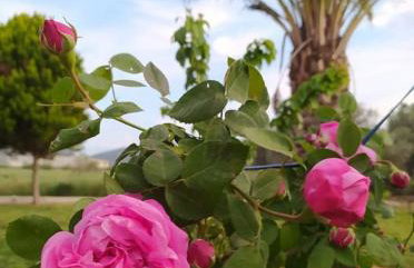 Ktima Anastasia - Foto 13