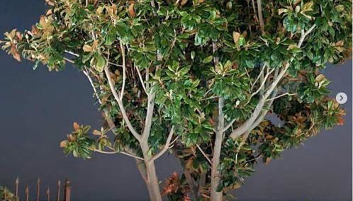 Stone house 1883 Kymi with pool - Foto 4