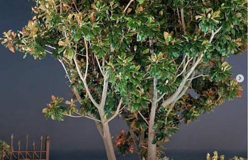 Stone house 1883 Kymi with pool - Photo 4