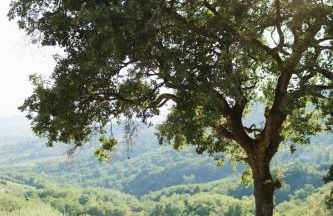 Agriturismo La Forestaria - Foto 19