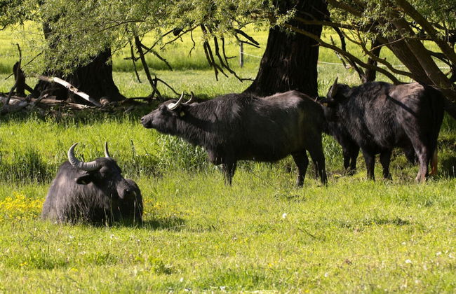 Elas Place Modern Retreat - Foto 11