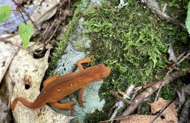 Eco-Friendly, Abstract Treehouse Surrounded by Wildlife and Hiking Trails For a Special Getaway in Sparrow Bush, New York - Foto 6