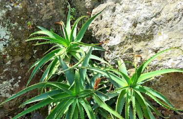 Etna panoramic villa with swimming pool - Foto 17
