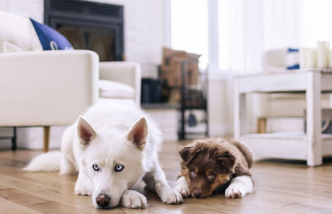 Le Sherpa -spa Billard et acc s au lac - Foto 12