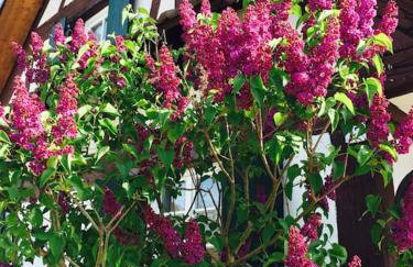 Privat Apartment- Near Strasbourg, Baden Baden - Foto 16