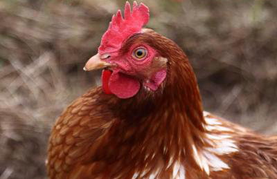 The Captain's Place - Isle of Skye - Foto 2