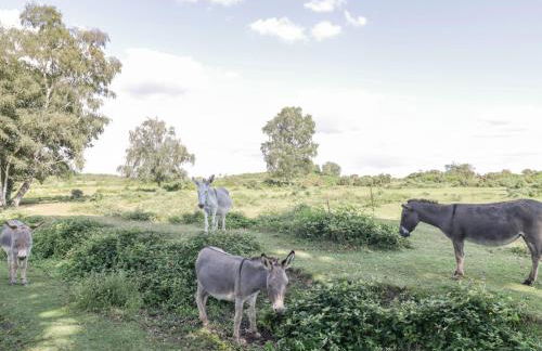 Gwydn Lodge - Photo 37