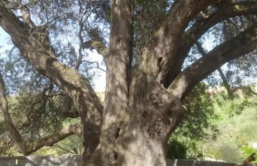 Casa Olea - Photo 45