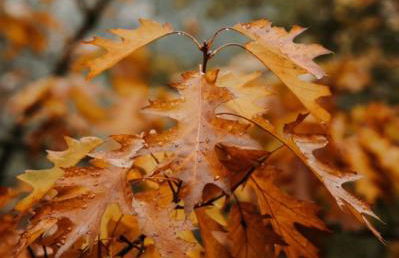 Dona Irene AL - Foto 20