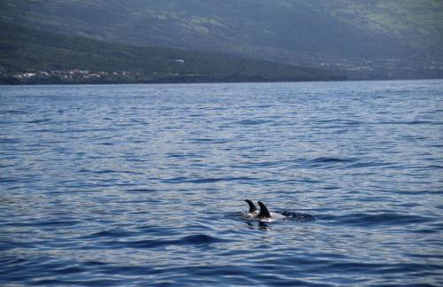 Cantinho dos Cagarros - Photo 25