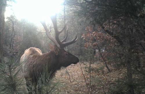 Old Raton Pass Base Camp Cabin with Loft Northern New Mexico Mountain Ranch on Colorado Border cabin - Foto 51
