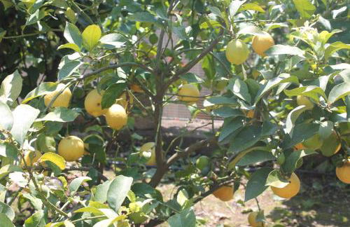 El racó del Puig - Foto 39