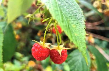 Ferienhaus Seensucht - Natur am See & im Wald mit Kamin - Foto 30