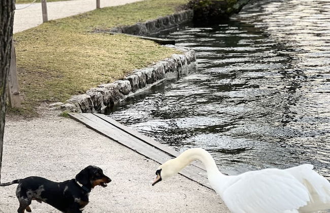 Vila Alice Bled - Adults only - Foto 71