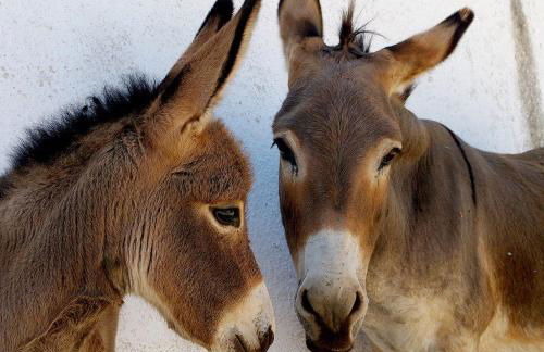 Tramonto D'oro - Foto 21