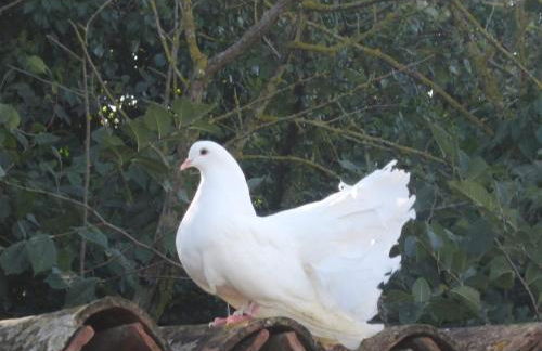 Casinha de campo- Quintinha dos Cavalos- Arruda dos Vinhos - Foto 35
