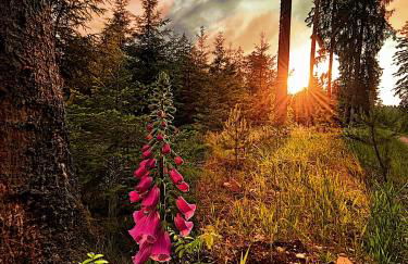 Ferienhaus Robin - Foto 63