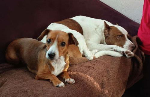 Tiny House - Auszeit im Wald am Badesee - Foto 14