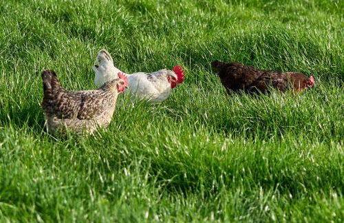 Holly Lodge - Foto 42