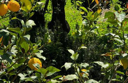 Villa in collina con vista mozzafiato su Noli - Photo 30