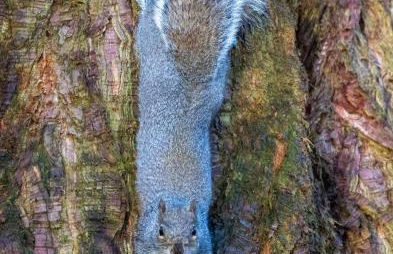 Woodland, Canal & Lakeside Cottage - Foto 27