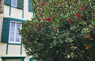 Le grand Houx - Foto 80