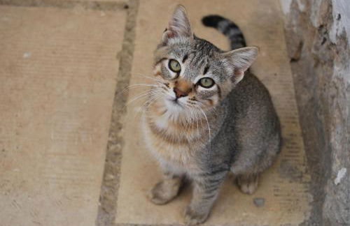 Tenuta Serre - Foto 23