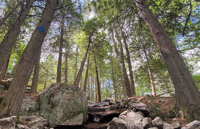 Pine Brae Eco-Resort - Photo 28