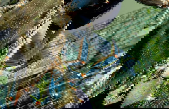 Agriturismo Tenuta Castel Venezze - Foto 60