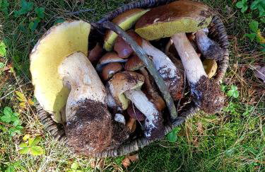 Maciejówka Borki 33 - Foto 50