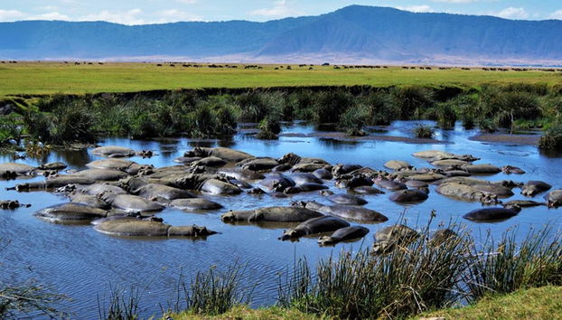 Ganztägige Safari im Ngorongoro-Krater - Private Tour - Foto 3