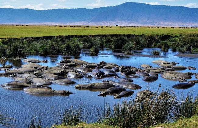 Ganztägige Safari im Ngorongoro-Krater - Private Tour - Foto 3