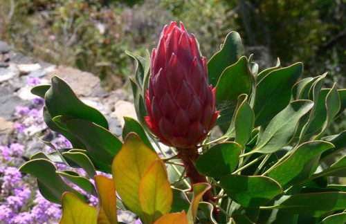 Villa Finca Tijarafe mit beheiztem, abdeckbarem Pool - Foto 41