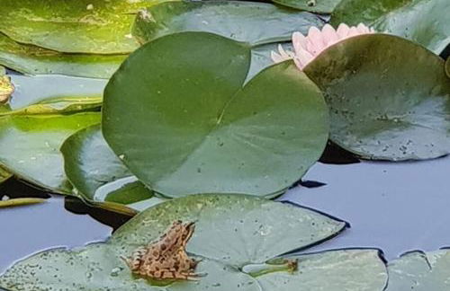 Moradia na Serra - Foto 36