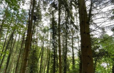 The Cider Press at Deep Filling Farm, woodland luxury - Foto 18