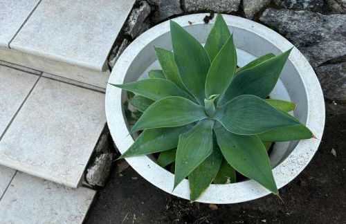 Una Foresta sul Mare - Foto 43