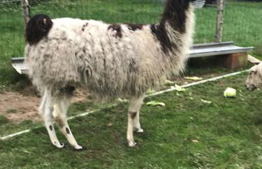 La Fermette Aux Lamas - Foto 23