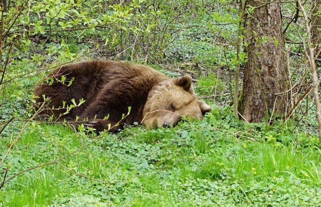 Blockhaus Fleesensee - Foto 13