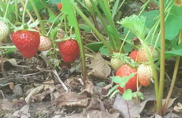 Villa Le Palmine - Foto 20