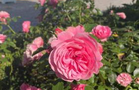 Ferienwohnung Gutshof in Seenähe - Foto 17