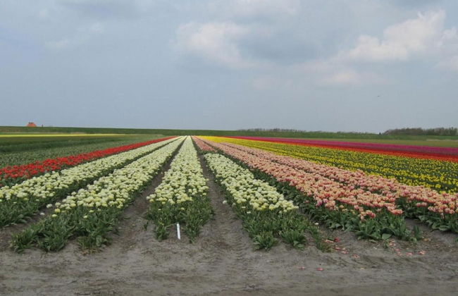 Holiday Home Near Dutch Coast & Sauna - Foto 37