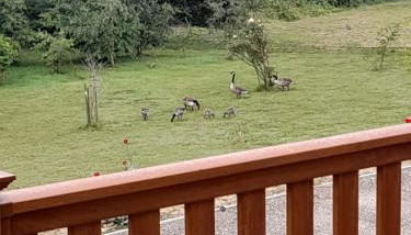 19 Carters Paddock - Foto 3