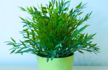 La Coccinella di Susà - Foto 16