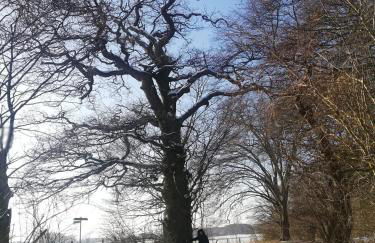 Gästehaus Kibbel - Foto 21